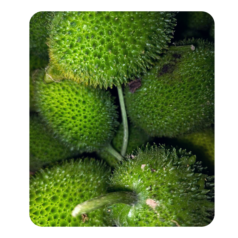 Kakrol Online Delivery in Halisahar, Kanchrapara & Kalyani - Vegtoh
