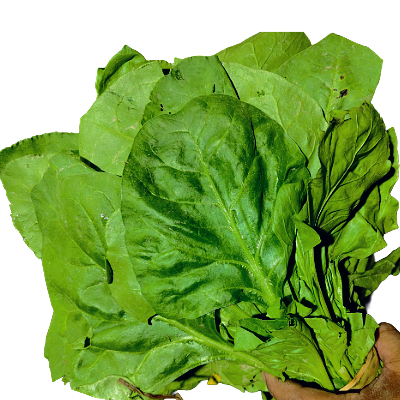 Palong sak Online Delivery in Halisahar, Kanchrapara & Kalyani - Vegtoh