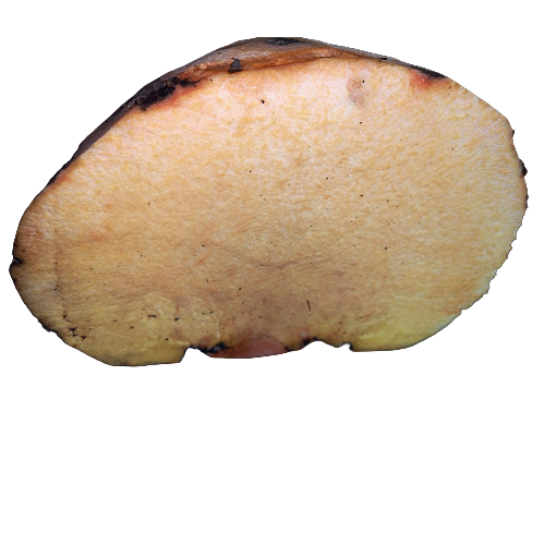 Fresh Ooal kochu Online at Best Price - Vegtoh
