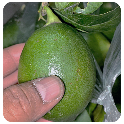 Gandhoraj lebu Online Delivery in Halisahar, Kanchrapara & Kalyani - Vegtoh
