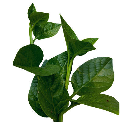 Fresh Pui saag Online at Best Price - Vegtoh