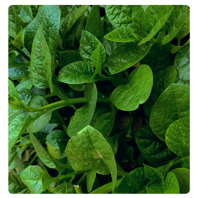 Pui saag Online Delivery in Halisahar, Kanchrapara & Kalyani - Vegtoh