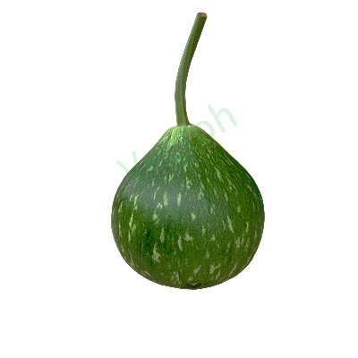 Fresh Gol lau Online at Best Price - Vegtoh