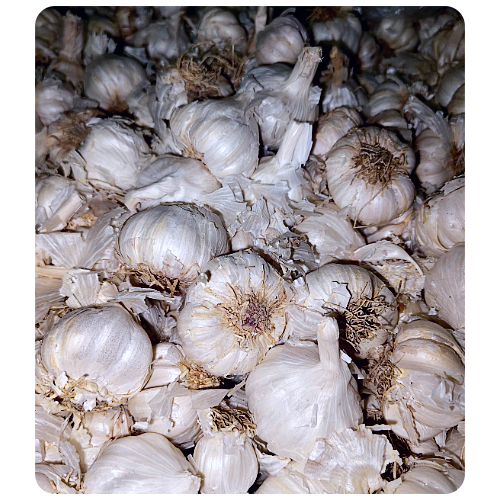 Fresh Rasun garlic Online at Best Price - Vegtoh