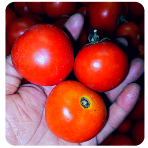 Tomato Online Delivery in Halisahar, Kanchrapara & Kalyani - Vegtoh